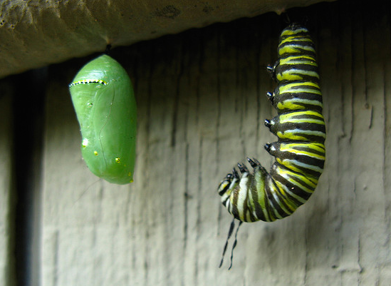 Every caterpillar takes a faithful leap before becoming a butterfly. Image courtesy of Flickr Sharing.
