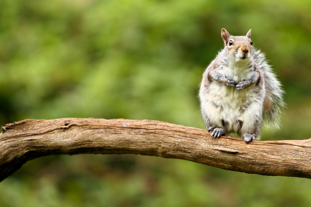 You might feel like you're nuts, but get out there on that limb. Image courtesy of Wikipedia.