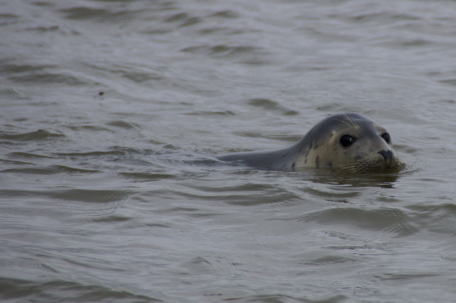 If you’re looking to learn to swim in the waters of mindfulness, look for an experienced teacher. Or, find a seal of approval. Image courtesy of geograph.uk.